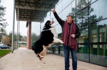 Advanced obedience training