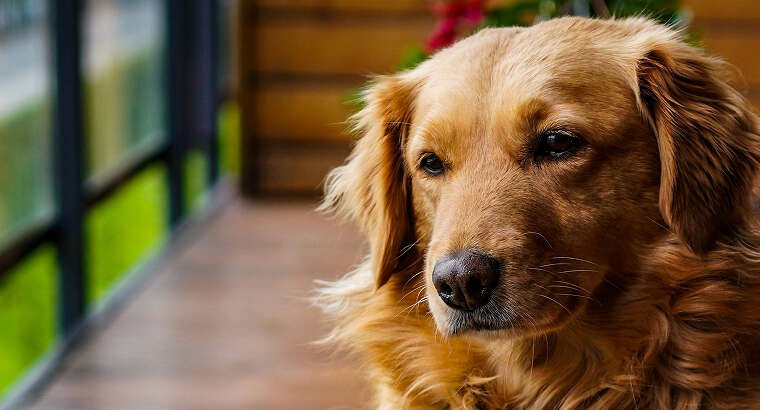Understanding Canine Anxiety and How to Address It