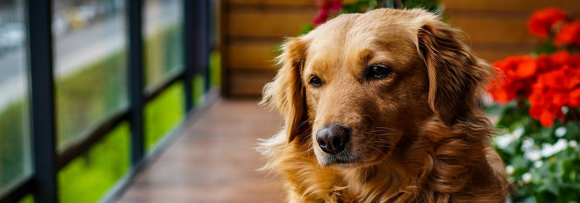Anxiety Induced Overeating In Dogs photo