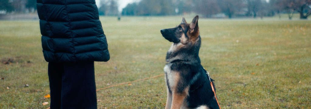 The Importance of Early Obedience Training for Your Dog