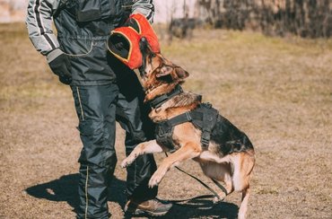 Guard dog training