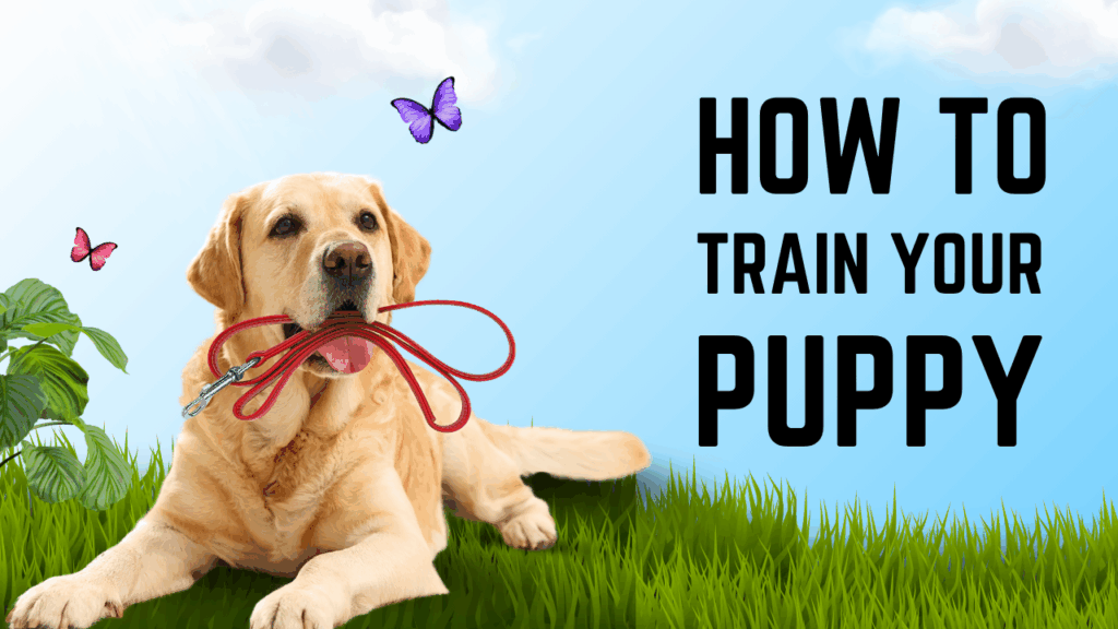 Help Your Dog Learn, Obey, and Thrive with Expert Training