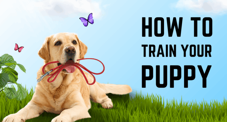 Help Your Dog Learn, Obey, and Thrive with Expert Training