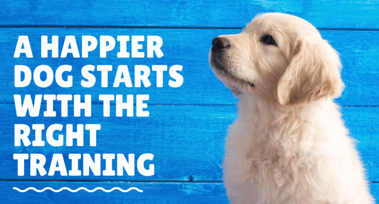 A Happier Dog Starts with the Right Training