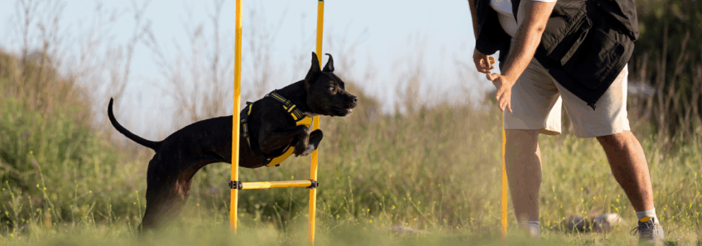 Professional Dog Trainers in Delhi & Premium Dog Boarding in Gurgaon