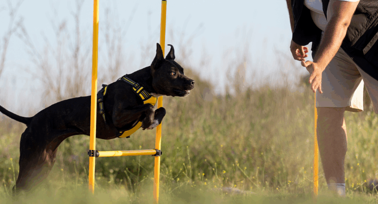 Professional Dog Trainers in Delhi & Premium Dog Boarding in Gurgaon