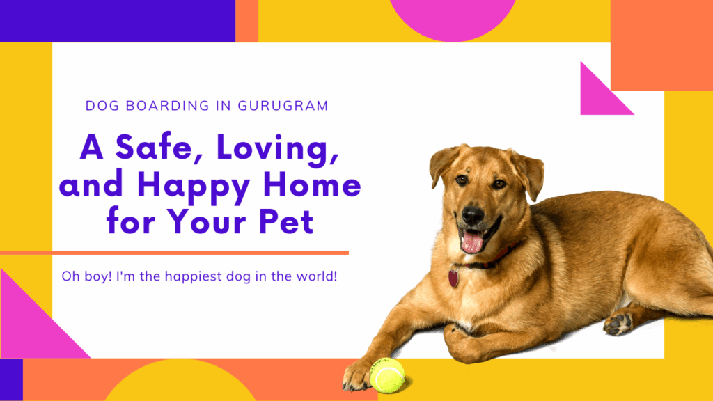 Dog Boarding in Gurugram – A Safe, Loving,and Happy Home for Your Pet