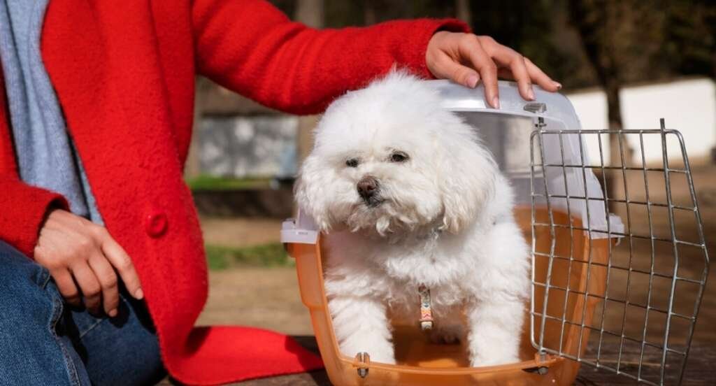 Dog Boarding in Gurugram – A Safe, Loving, and Happy Home for Your Pet