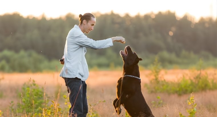Professional Dog Trainers in Gurgaon – Why Training Matters for Your Dog Behavior, Safety, and Happiness